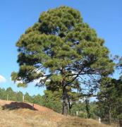 Pinus